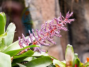 homeheader4-almerejungle